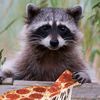 raccoonroobi