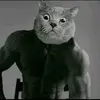 stronge_cat