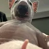 awofwof