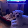 lily1jack