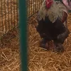fatimaelguirh