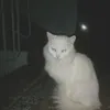 ladyxx_i