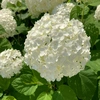 hydrangea272