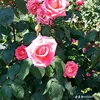 dyksj10leo9x