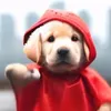 pibblelover125