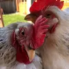 ilovemychooks