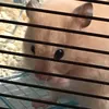 wigjigdot