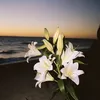 _celestiallili
