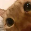 MangoCat