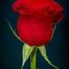 wafaamohamed8715