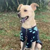 joeydoguinho