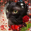 hasya_80