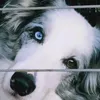aussie_pride_