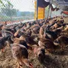 Hinh Gà Trống Thiến