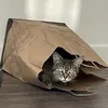 cat_with_no_name