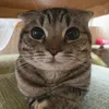 sieucapmaychuladudu_