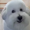 thegoub