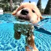 retriever_sobaka