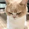 nalinthida.11