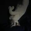 some1wholovesherrabbits