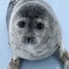 chiil_guy228