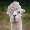 Mr.Alpaca