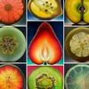 vbrothersseeds