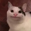 belugaa_44