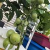 pbcncusfarm