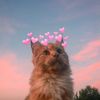 userldh5acrdgp