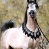mohammad___16