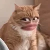 xizoaxl0