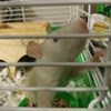 ratscaveofdoom