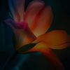 mostafa123986