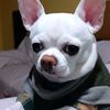 doppiothechihuahua