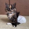 scrappycatcrochet