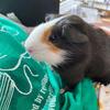 guineapig._.lover23