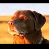 imacook6