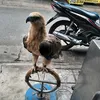 l.tiu.cong