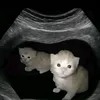 mewanixxx
