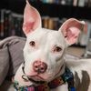 withshelterdogs