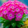 sumiyaislam673