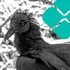 UrubuDoPix