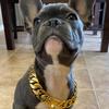 kevin_the_frenchie