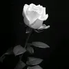 lavandera01