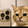 thismygallery_