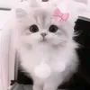 kevinxbloody