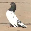 m__2_jidb