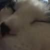 veggiecat577