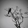 rens._07